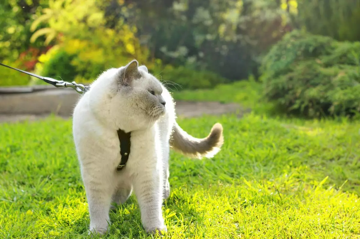 Cutter za mačko (35 fotografij): Kako izbrati mačko povodec? Kako učiti mačke? Ali je možno hoditi mladiče? 11778_19