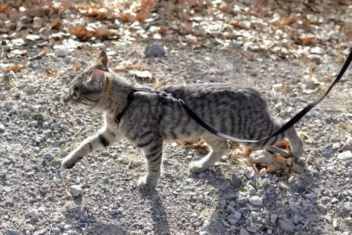 Cutter pour le chat (35 photos): Comment choisir une laisse féline? Comment enseigner un chat à lui? Est-il possible de marcher sur les chatons? 11778_2
