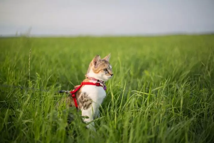 Cutter za mačko (35 fotografij): Kako izbrati mačko povodec? Kako učiti mačke? Ali je možno hoditi mladiče? 11778_20