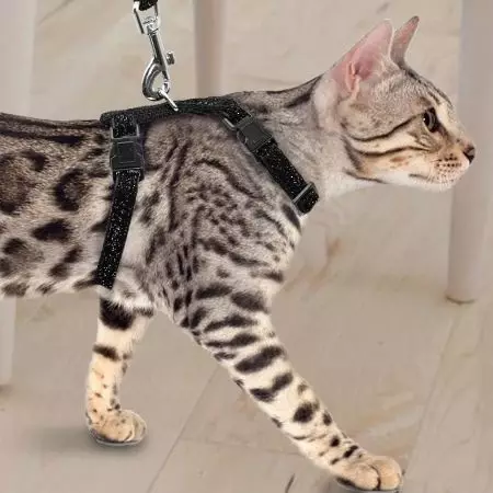 بلی کے لئے کٹر (35 فوٹو): ایک فائنل پٹا کیسے منتخب کریں؟ اس کی بلی کیسے سکھائیں؟ کیا بلی کے بچے چلنے کے لئے ممکن ہے؟ 11778_23