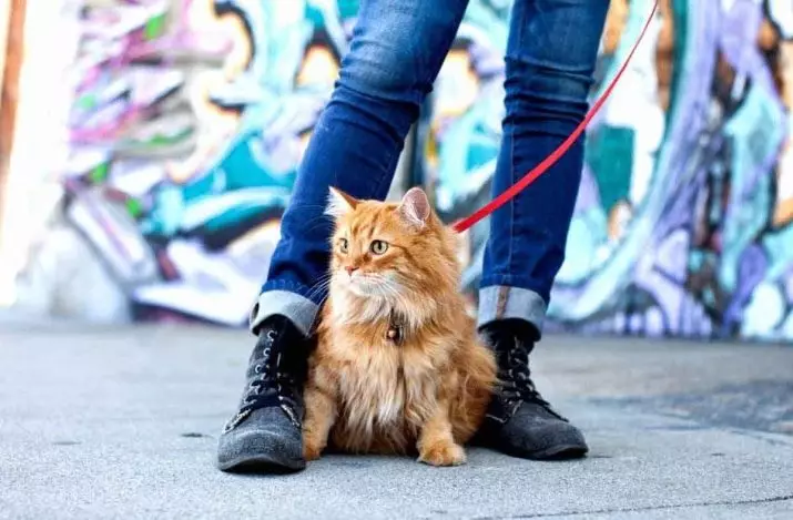 Cutter pour le chat (35 photos): Comment choisir une laisse féline? Comment enseigner un chat à lui? Est-il possible de marcher sur les chatons? 11778_24