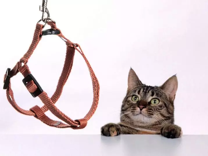 Cutter dla kota (35 zdjęć): Jak wybrać smycz koci? Jak uczyć mu kota? Czy można chodzić kocięta? 11778_25