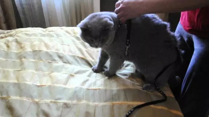 Cutter pour le chat (35 photos): Comment choisir une laisse féline? Comment enseigner un chat à lui? Est-il possible de marcher sur les chatons? 11778_26