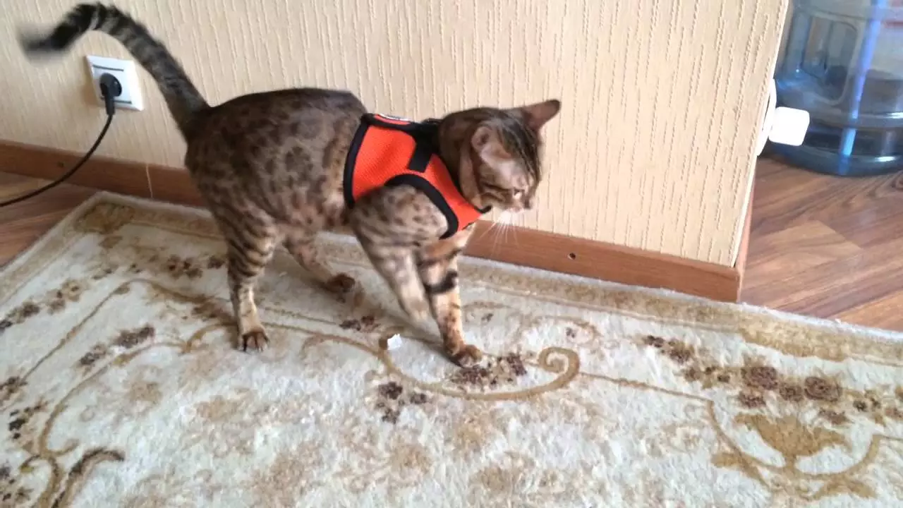 Cutter pour le chat (35 photos): Comment choisir une laisse féline? Comment enseigner un chat à lui? Est-il possible de marcher sur les chatons? 11778_27