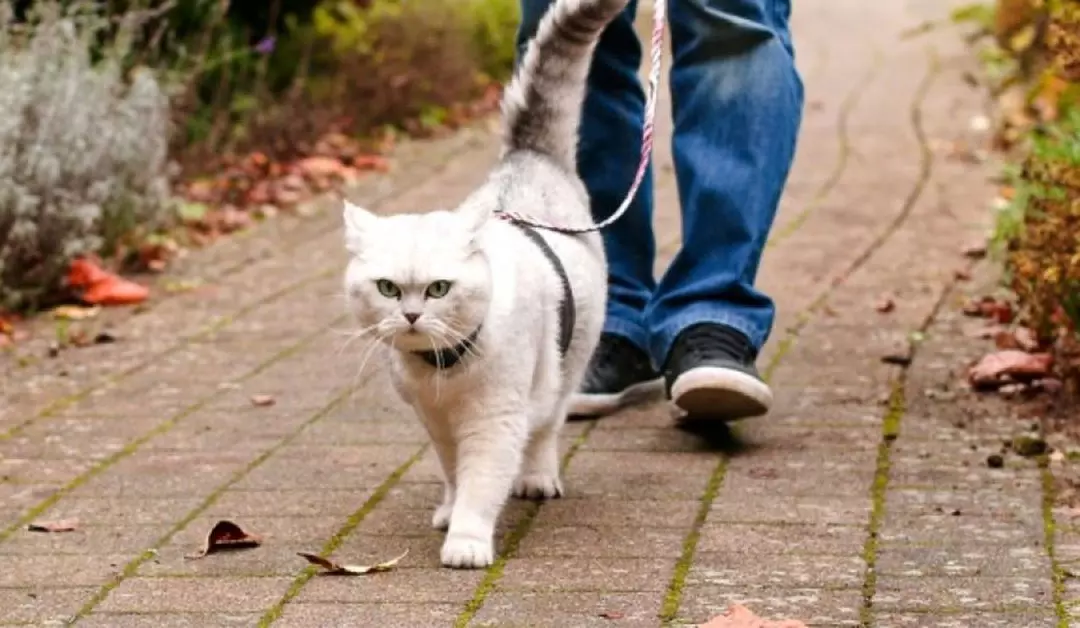 Kutter for katten (35 bilder): Hvordan velge en Feline Leash? Hvordan lære en katt til ham? Er det mulig å gå på kattungen? 11778_31