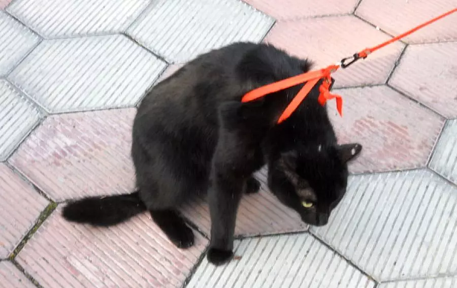 Cutter za mačko (35 fotografij): Kako izbrati mačko povodec? Kako učiti mačke? Ali je možno hoditi mladiče? 11778_32