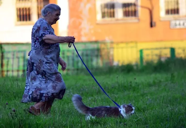 بلی کے لئے کٹر (35 فوٹو): ایک فائنل پٹا کیسے منتخب کریں؟ اس کی بلی کیسے سکھائیں؟ کیا بلی کے بچے چلنے کے لئے ممکن ہے؟ 11778_35
