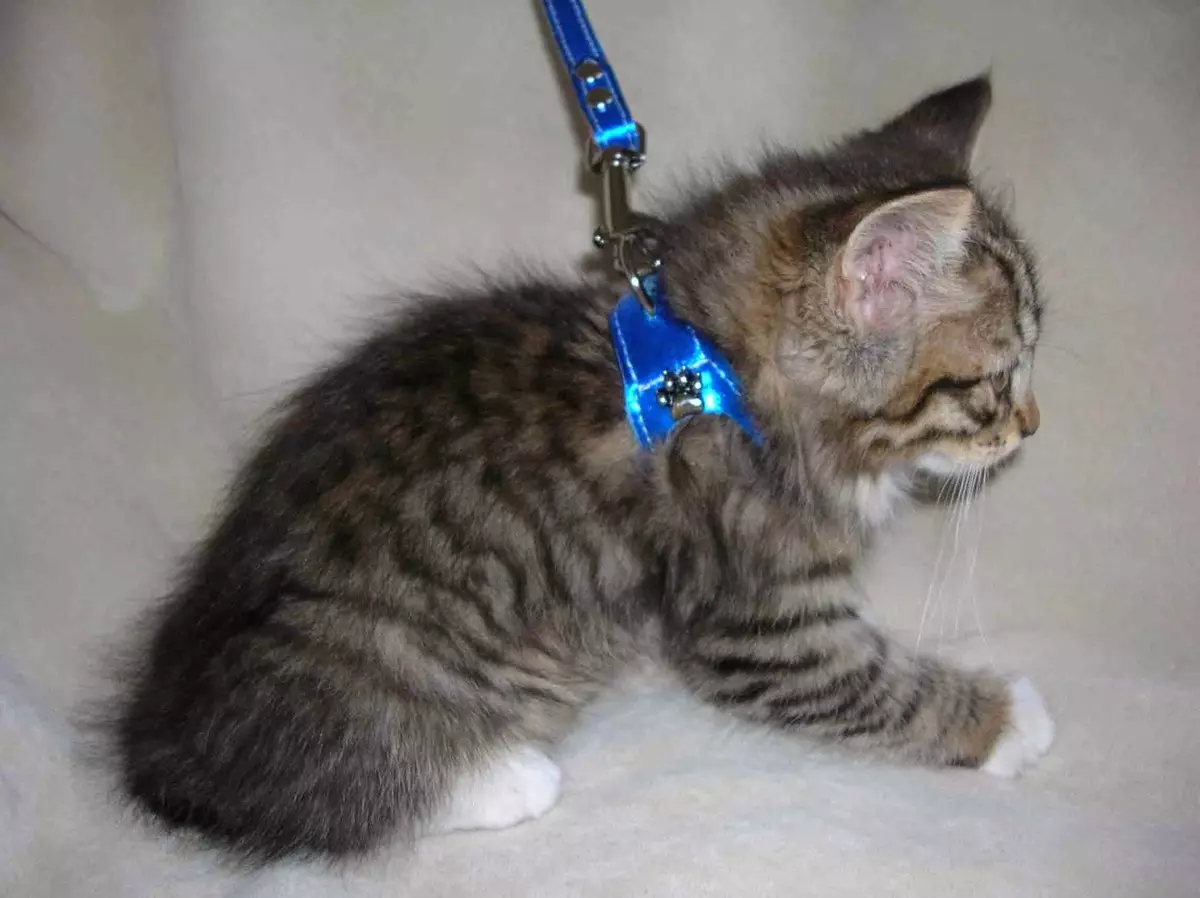 Cutter untuk kucing (35 gambar): Bagaimana untuk memilih tali leher Feline? Bagaimana untuk mengajar kucing kepadanya? Adakah mungkin untuk berjalan kaki anak kucing? 11778_6