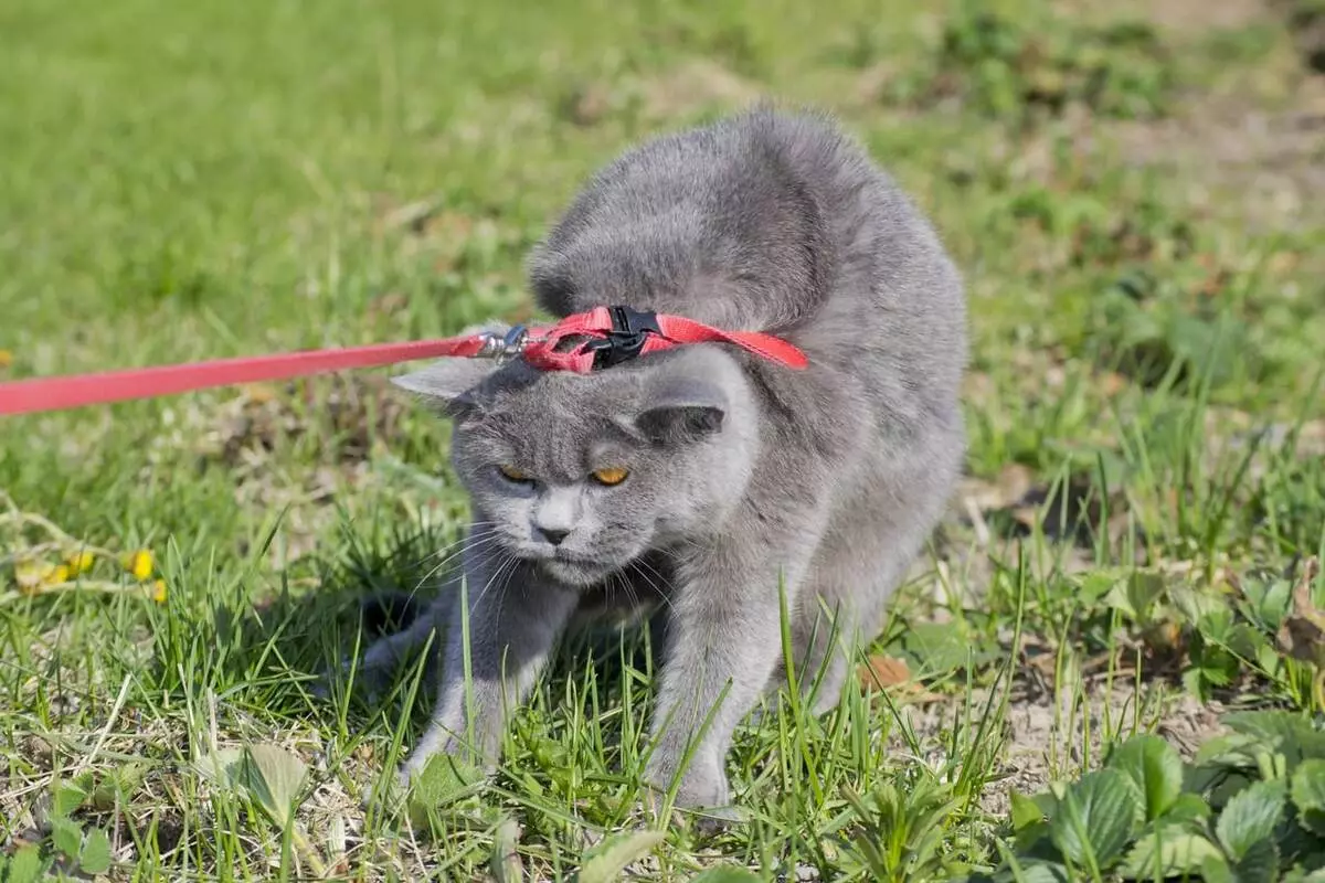 Cutter pour le chat (35 photos): Comment choisir une laisse féline? Comment enseigner un chat à lui? Est-il possible de marcher sur les chatons? 11778_7