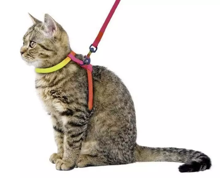 Cutter pour le chat (35 photos): Comment choisir une laisse féline? Comment enseigner un chat à lui? Est-il possible de marcher sur les chatons? 11778_9