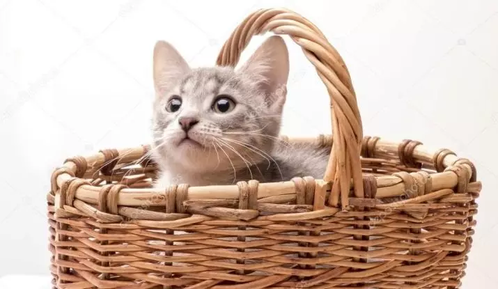 Plastic de transport pentru pisici: Caracteristicile selecției de purtători pentru o pisică din plastic. Ce porte sunt mai bune: din țesături sau plastic? 11782_14
