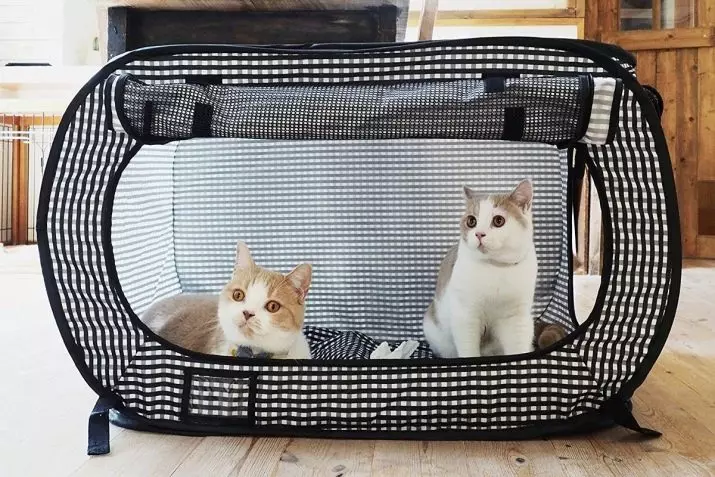 Plast Bære for katter: Funksjoner av utvalg av transportører for en katt fra plast. Hvilke porter er bedre: fra stoff eller plast? 11782_8