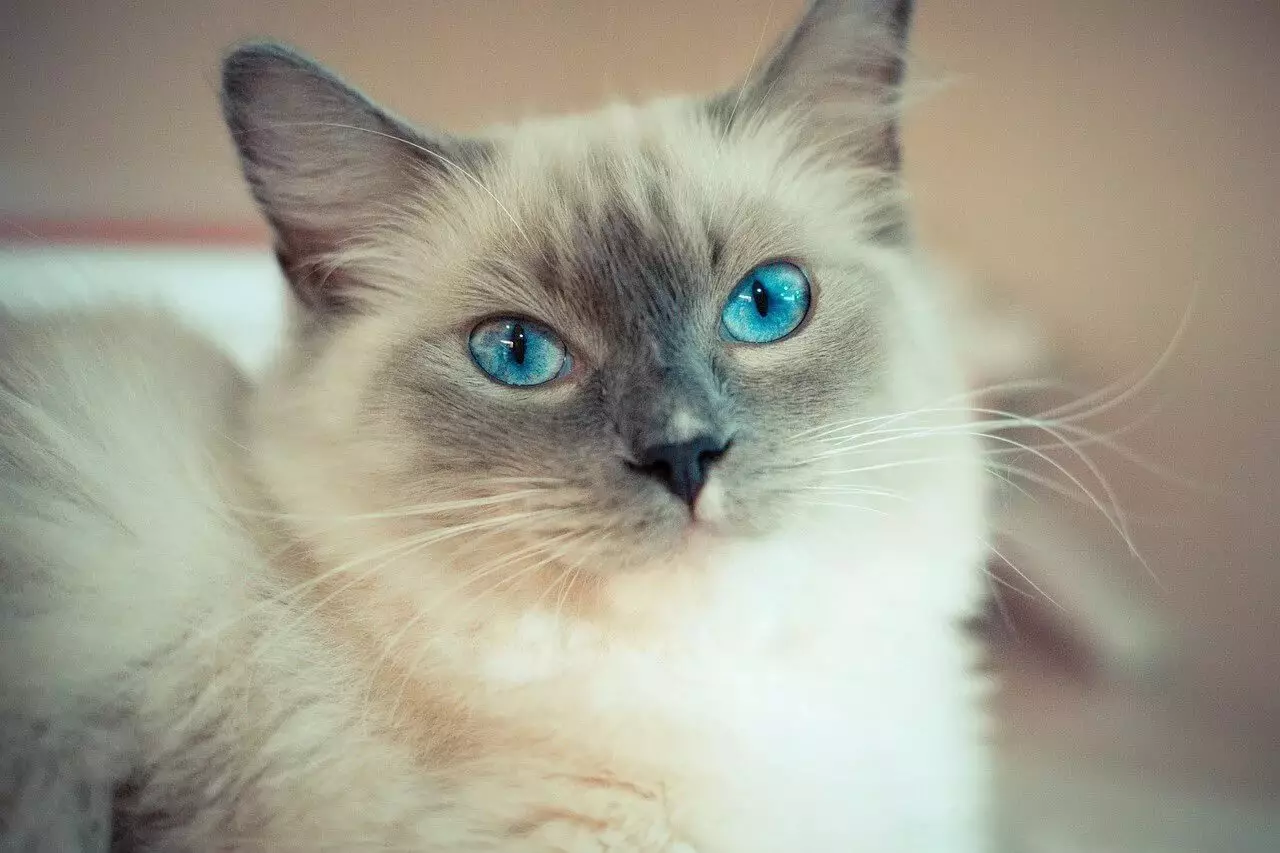 Sero-bijela mačka (25 fotografija): prugasta mačka pasmine sive-bijele boje s plavim očima, pahuljivim sivim mače sa bijelim mrljama na dojkama i šapama 11788_10