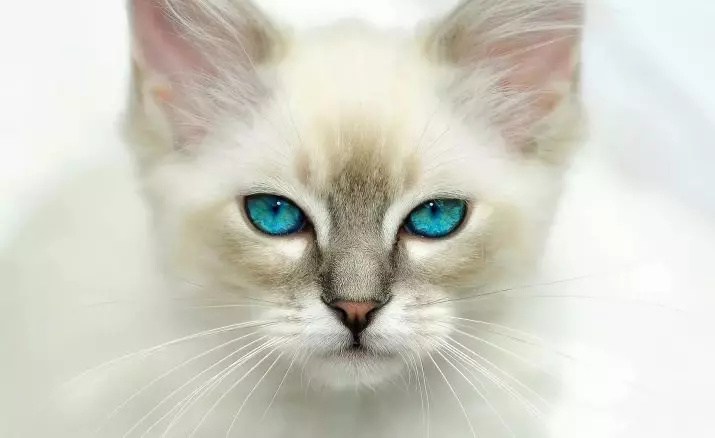 Sero-bijela mačka (25 fotografija): prugasta mačka pasmine sive-bijele boje s plavim očima, pahuljivim sivim mače sa bijelim mrljama na dojkama i šapama 11788_7