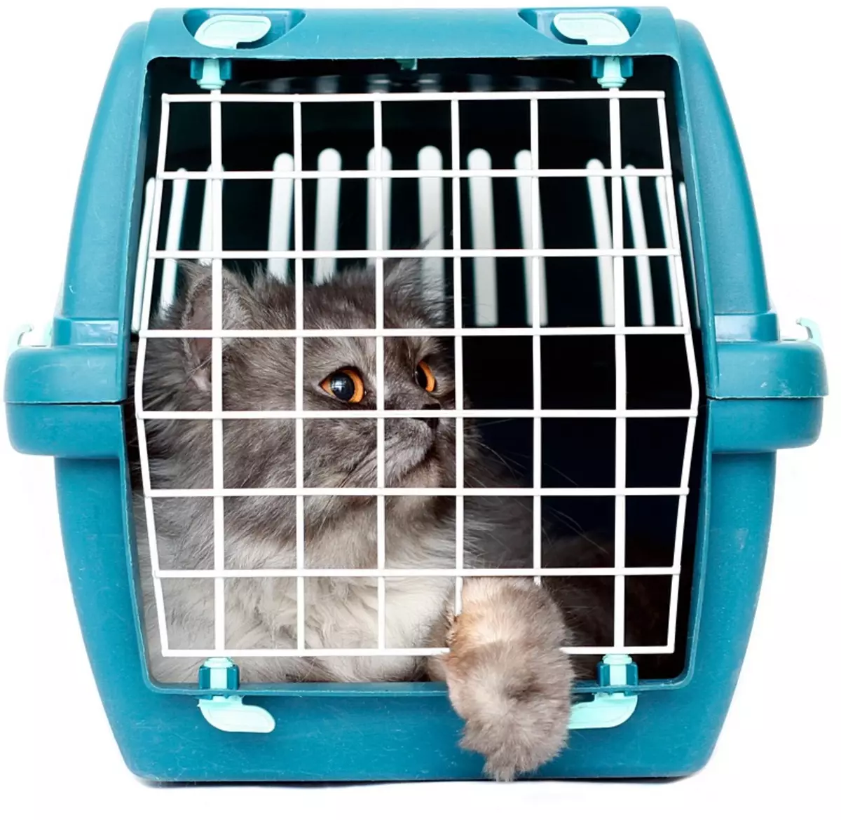 고양이를위한 휴대 (51 사진) : 고양이를위한 휴대용 가방을 만드는 방법은 자신의 손으로? 큰 휴대를 선택하는 방법? 바퀴에있는 세포의 크기는 무엇이어야합니까? 11789_26