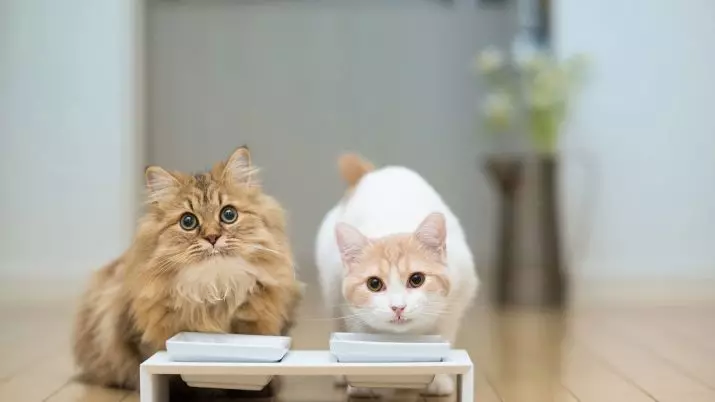 MISKS for katter (28 bilder): Intelligente matere med tepper og boller på stativ, keramiske boller og andre alternativer for en katt og kattunger. Hva bedre å velge? 11797_26