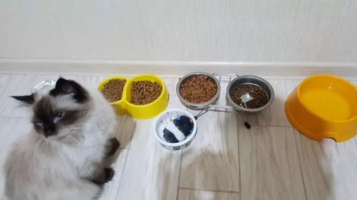 Misks per als gats (28 fotos): alimentadors intel·ligents amb una catifa i bols en un suport, bols de ceràmica i altres opcions per a un gat i gatets. Què millor escollir? 11797_28