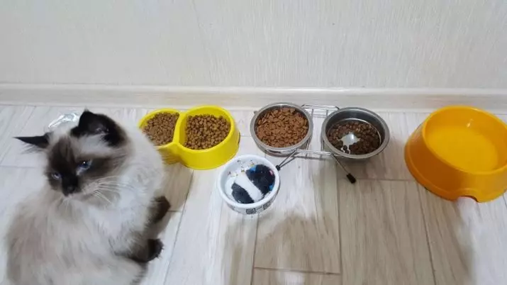 Merkwürze für Katzen (28 Fotos): Intelligente Feeder mit einem Teppich und Schüsseln auf Ständer, Keramikschüsseln und anderen Optionen für eine Katze und Kätzchen. Was ist besser zu wählen? 11797_28