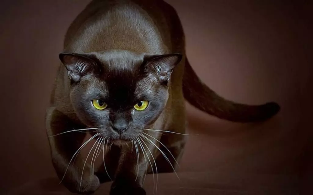 Čokoládová mačka (24 fotografií): Opis mačiek Yorku a ďalších plemien, je k dispozícii na mačiatka čokoládovej farby