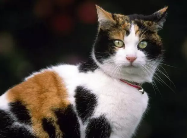 Mèo ba màu (44 ảnh): Những loại mèo con nào xảy ra với màu len rùa? Mèo có thể là tricolor? Làm thế nào để gọi một con mèo con? 11801_6