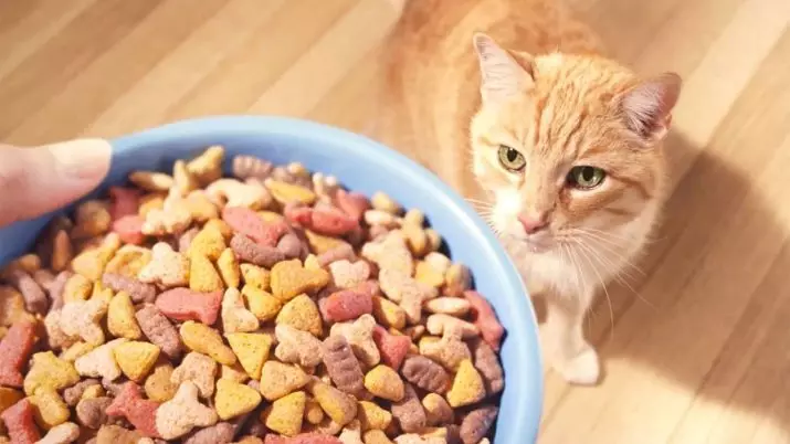 고양이를위한 음식 (57 사진) : 좋은 고양이 음식을 선택하는 방법? 종 및 제조업체 목록. 수의사 리뷰 11806_2