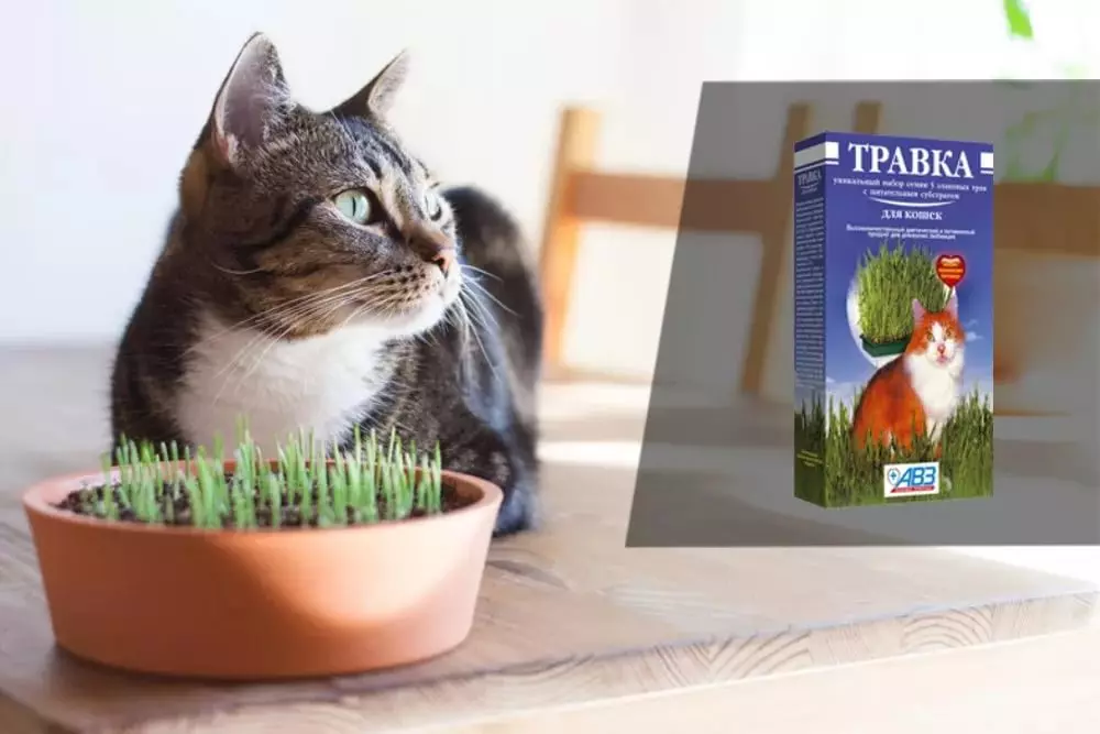 Rumput untuk kucing (23 foto): Seperti apa cinta rumput adalah kucing? Bagaimana menanamnya dalam pot? Bagaimana cara tumbuh? 11812_10