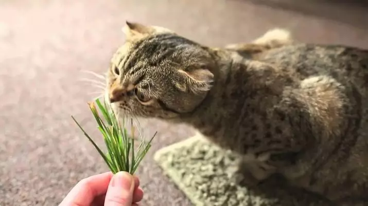 Herba para gatos (23 fotos): Que tipo de amor de herba son gatos? Como plantalo nunha pota? Como crecer? 11812_12
