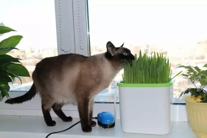 หญ้าสำหรับแมว (23 รูป): แมวชนิดใดที่มีแมวเป็นแมว? จะปลูกในหม้อได้อย่างไร? จะเติบโตอย่างไร 11812_18