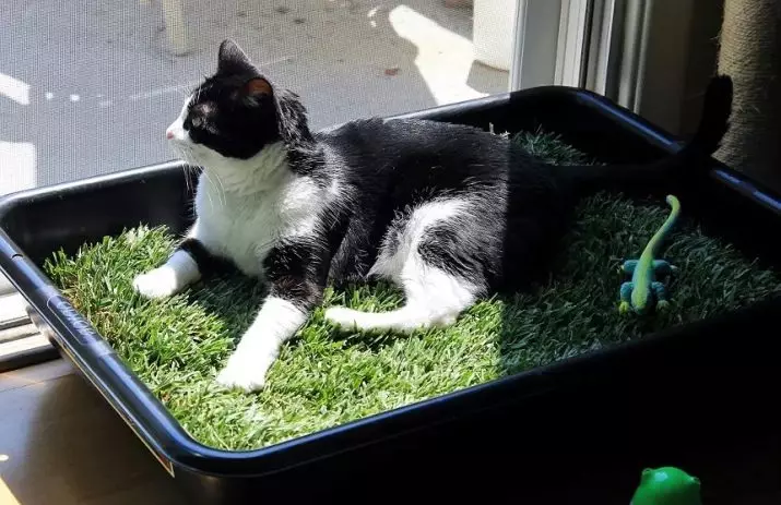 Erba per gatti (23 foto): che tipo di amore di erba è i gatti? Come piantarlo in una pentola? Come crescere? 11812_19