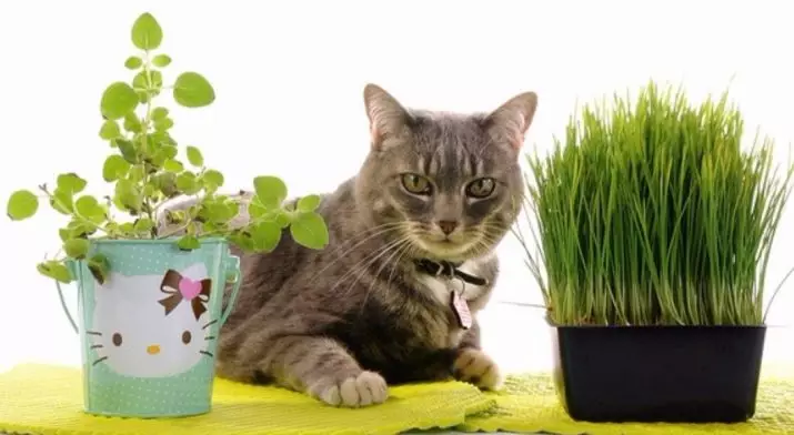 Kediler için çim (23 fotoğraf): Kediler ne tür bir çimen aşktır? Bir tencerede nasıl bitirilir? Nasıl büyür? 11812_2