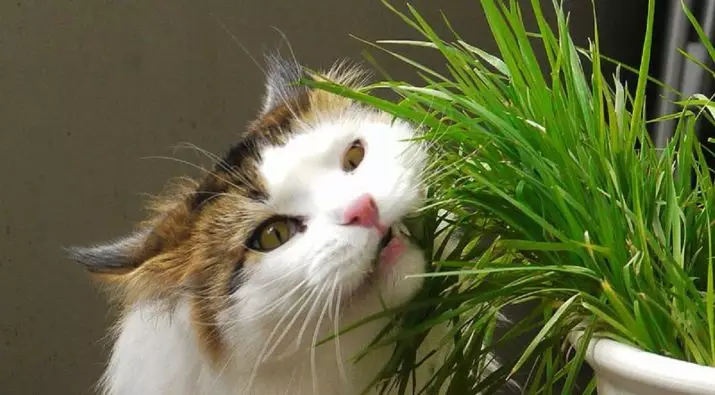 Rumput untuk kucing (23 foto): Seperti apa cinta rumput adalah kucing? Bagaimana menanamnya dalam pot? Bagaimana cara tumbuh? 11812_3