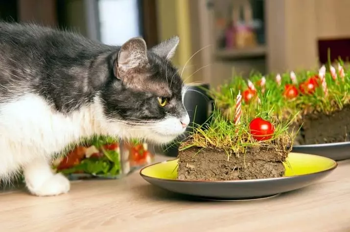 Rumput untuk kucing (23 foto): Seperti apa cinta rumput adalah kucing? Bagaimana menanamnya dalam pot? Bagaimana cara tumbuh? 11812_4