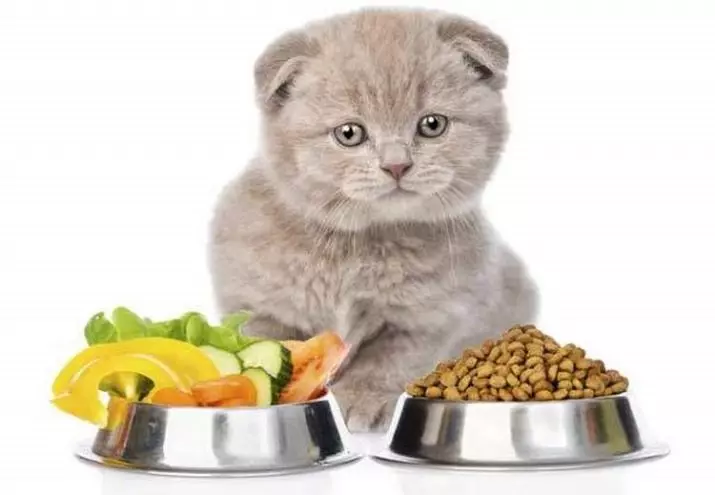Kedy môžem dať suché mačiatko jedlo? Ako správne preložiť zviera na suché jedlo? Vek pre sušenie so suchými potravinami 11814_10