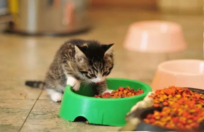 मैं एक सूखी बिल्ली का बच्चा कब दे सकता हूं? सूखे भोजन पर एक जानवर का सही अनुवाद कैसे करें? शुष्क खाद्य पदार्थों के साथ सुखाने के लिए उम्र 11814_11