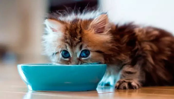 मैं एक सूखी बिल्ली का बच्चा कब दे सकता हूं? सूखे भोजन पर एक जानवर का सही अनुवाद कैसे करें? शुष्क खाद्य पदार्थों के साथ सुखाने के लिए उम्र 11814_12