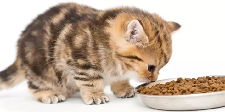 چه زمانی می توانم غذای بچه گربه خشک را بدهم؟ چگونه به درستی یک حیوان را در غذای خشک ترجمه کنیم؟ سن برای خشک شدن با غذاهای خشک 11814_2
