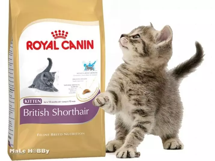 मैं एक सूखी बिल्ली का बच्चा कब दे सकता हूं? सूखे भोजन पर एक जानवर का सही अनुवाद कैसे करें? शुष्क खाद्य पदार्थों के साथ सुखाने के लिए उम्र 11814_5