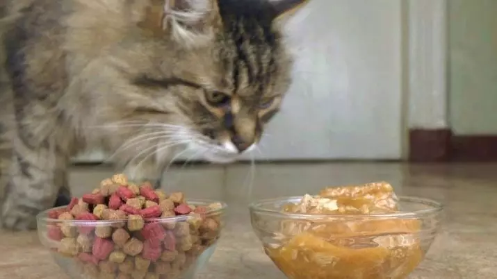Száraz macskák káros? A macskák száraz takarmányok előnyei és ártalma. Milyen ételeket nem tud táplálni a macskákat? 11820_14
