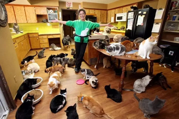 תזונה טבעית לחתולים: איך להאכיל חתולים בבית? האכלה כללי עם הזנה טבעית. חתול מזון מתכונים 11823_2