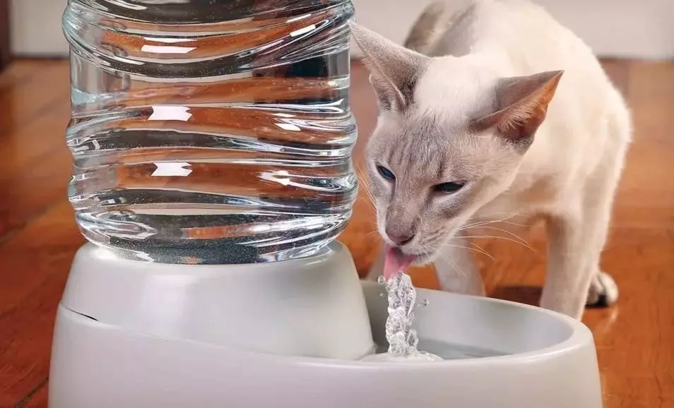 Natūrali mityba katėms: Kaip maitinti katinas namuose? Šėrimo taisyklės su natūraliu pašaru. Katės maisto receptai 11823_22