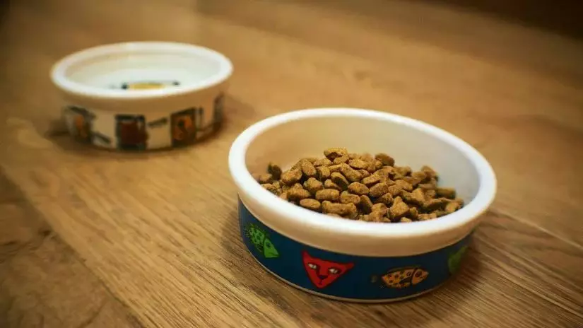 Natuurlijke voeding voor katten: hoe katten thuis te voeren? Voedingsregels met natuurlijke voeding. Cat Food Recepten 11823_23