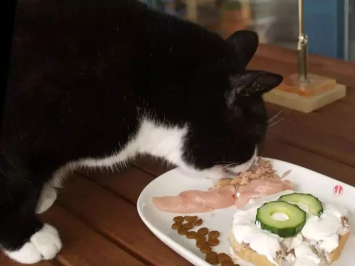 Nutrisi Alam kanggo Kucing: Cara menehi panganan ing omah? Aturan sing dipakani karo feed alami. Resep panganan kucing 11823_28