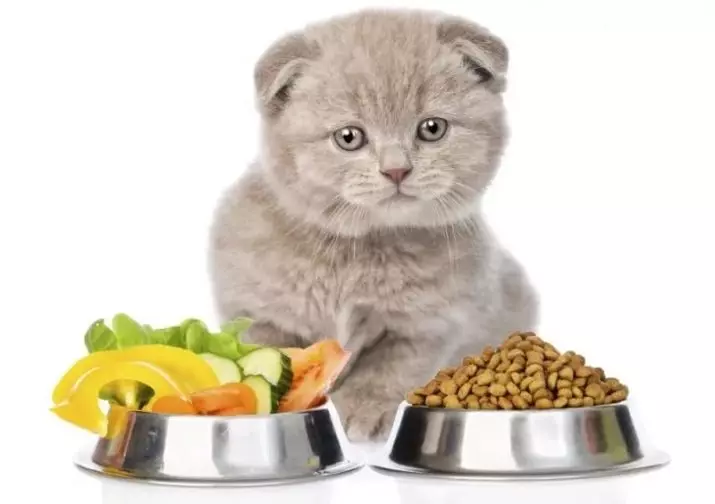 Természetes táplálkozás macskák számára: Hogyan kell táplálni macskákat otthon? Etetési szabályok természetes takarmányokkal. Macska élelmiszer receptek 11823_3