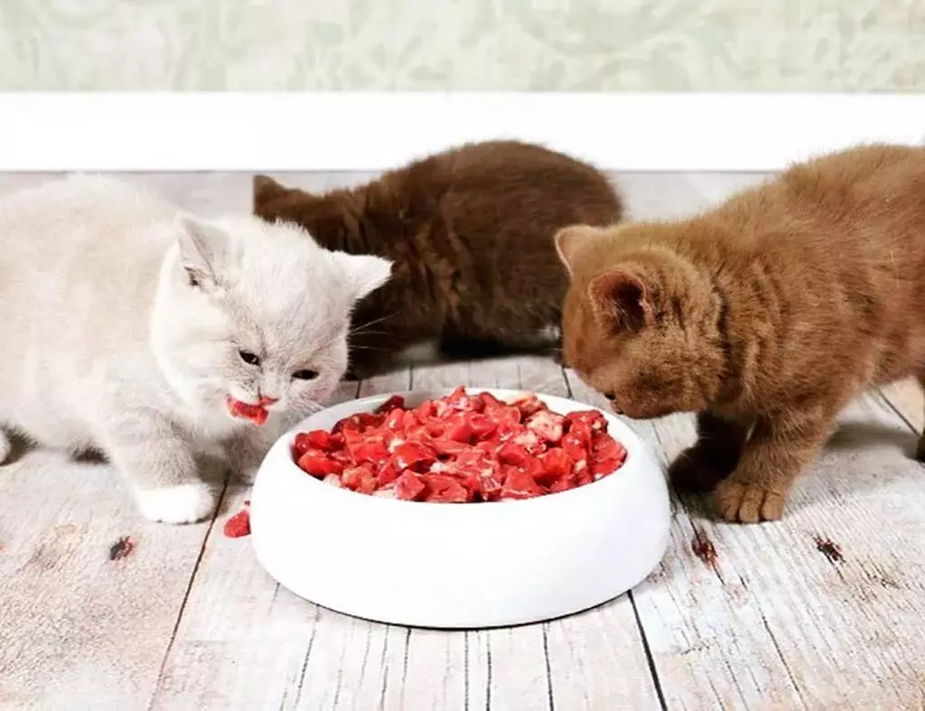 Nutrisi Alam kanggo Kucing: Cara menehi panganan ing omah? Aturan sing dipakani karo feed alami. Resep panganan kucing 11823_32