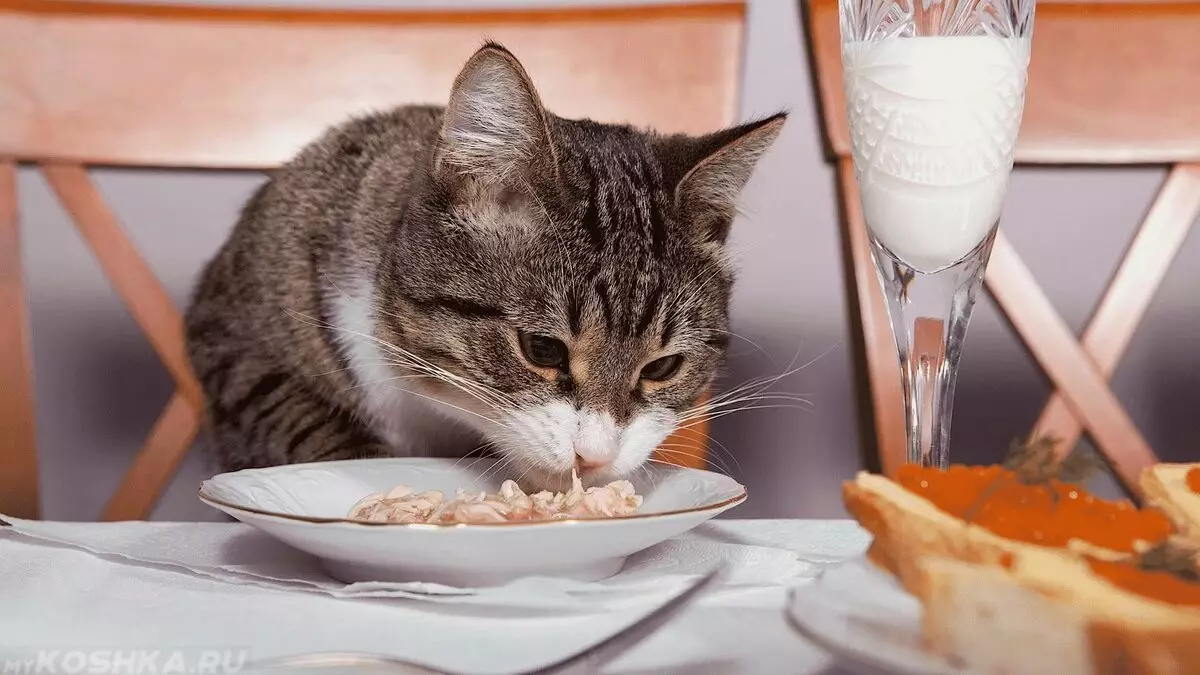 Nutrición natural para gatos: como alimentar gatos na casa? Regras de alimentación con alimentación natural. Receitas de comida para gatos 11823_33