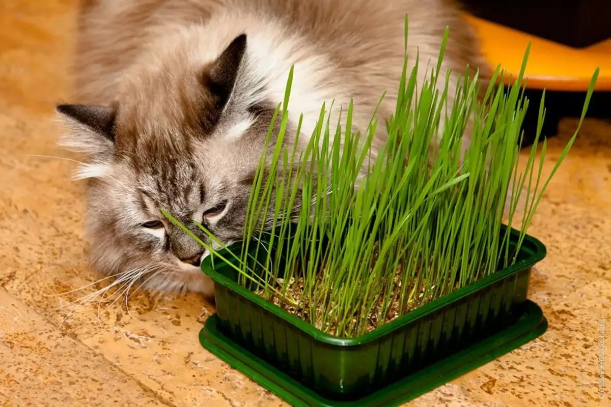 Как вырастить домашнюю траву. Трава для кошек. Осока Кошачья трава. Травка для котов. Кот на травке.
