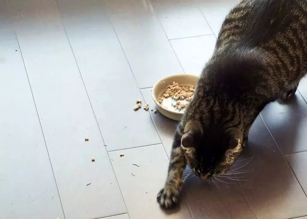 Natūrali mityba katėms: Kaip maitinti katinas namuose? Šėrimo taisyklės su natūraliu pašaru. Katės maisto receptai 11823_35