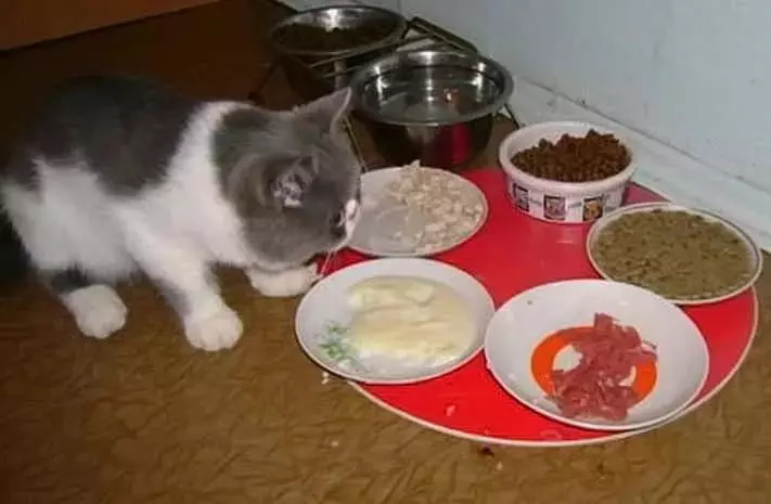 תזונה טבעית לחתולים: איך להאכיל חתולים בבית? האכלה כללי עם הזנה טבעית. חתול מזון מתכונים 11823_36
