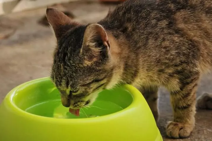 Pira feed kucing saben dina? Kepiye ngetung pirang-pirang gram sing kudu menehi kucing saben dinane? 11824_17