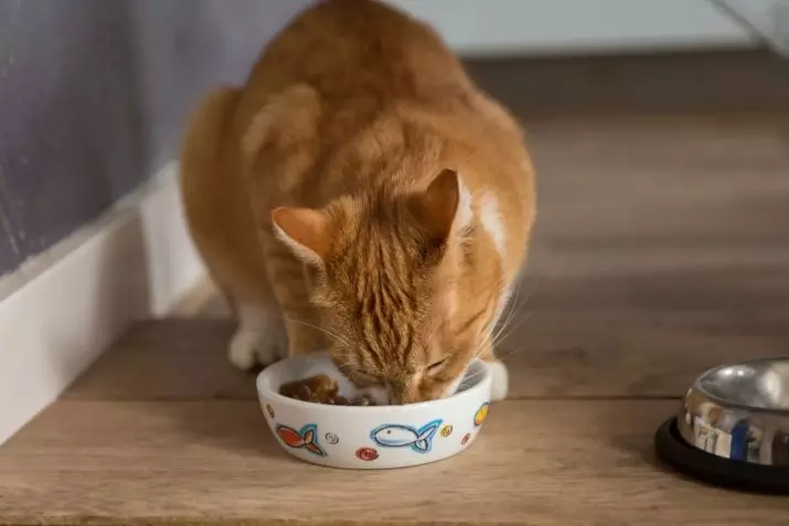რამდენი საკვები არის კატა დღეში? როგორ გამოვთვალოთ რამდენი გრამი უნდა მისცეს კატა დღეში? 11824_9